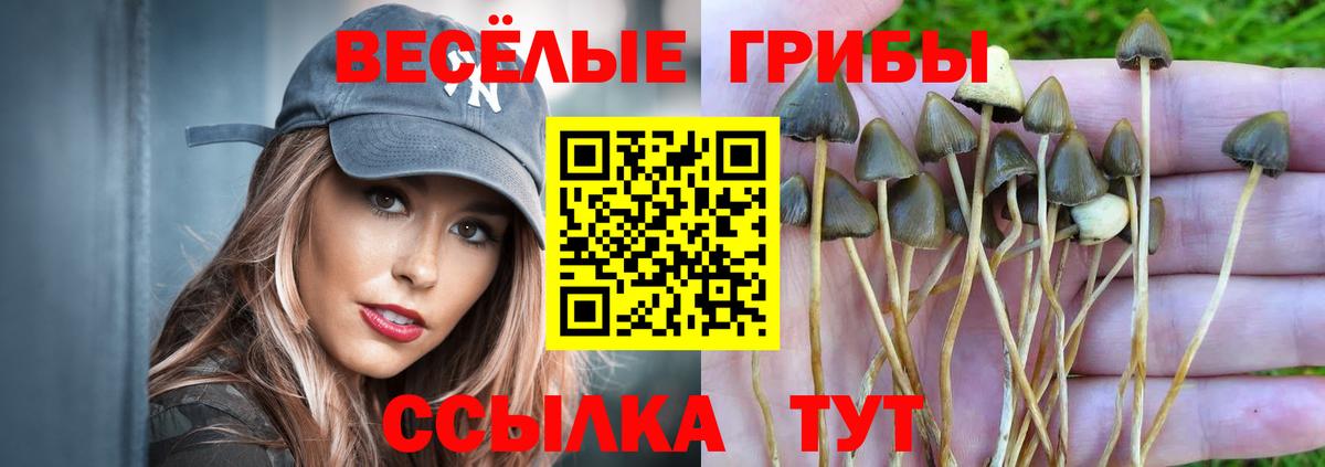 Псилоцибиновые грибы GOLDEN TEACHER Елец